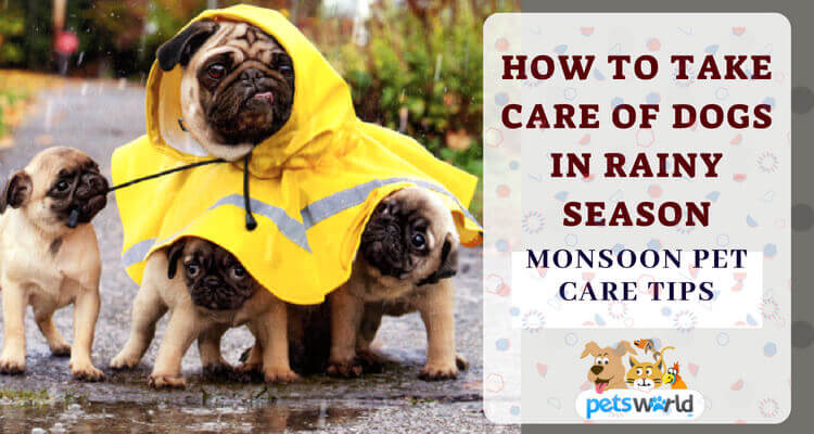 How To Take Care of Dogs in Rainy Season | Monsoon Pet Care Tips