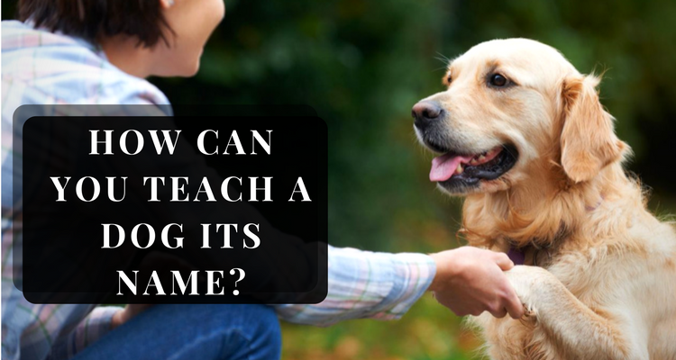 How Can You Teach A Dog Its Name?