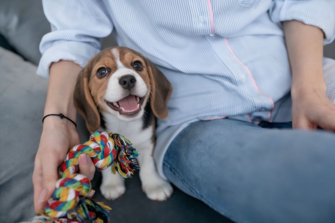 How Toys Help in Preventing Dog Anxiety and Boredom