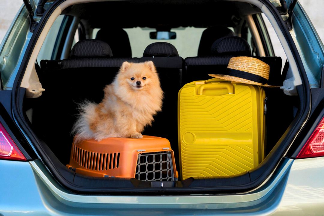 How to Introduce Your Dog to a Travel Carrier
