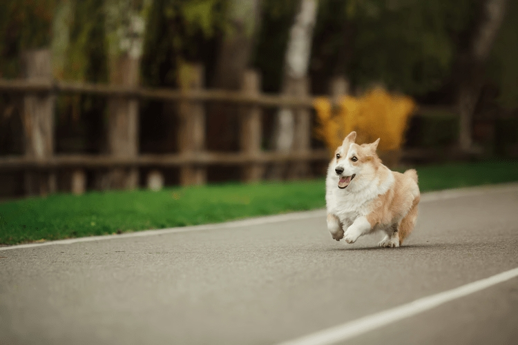 7 Must-Know Tips to Stop Your Dog from Chasing Cars