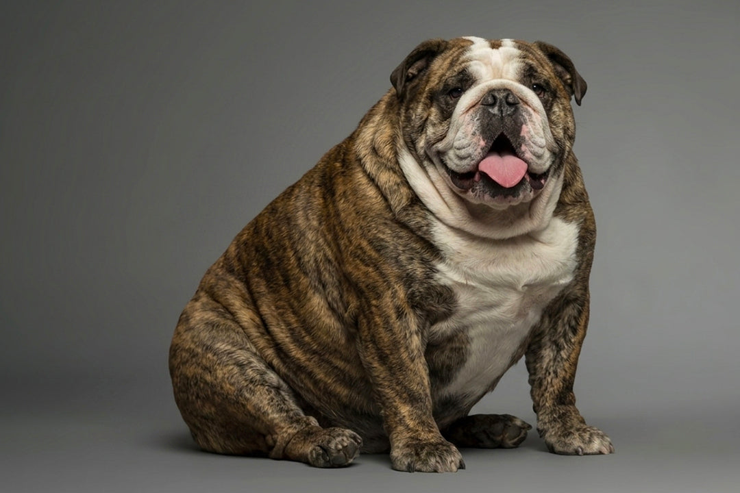 Hypothyroidism in Dogs