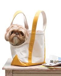 Images of Shih Tzu Dogs – So Cute You Can’t Resist Sharing!