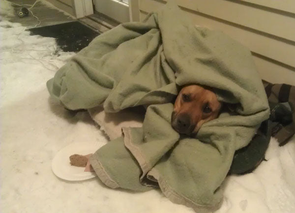 Is Your Dog Shivering or Trembling? Find Causes and Solutions