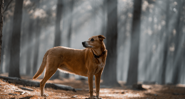 8 Heat-Tolerant Dog Breeds For Indian Summers