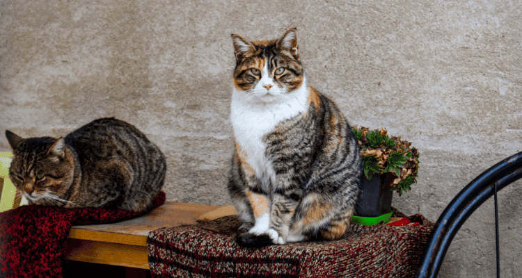 International Cat Day 2024: History, Facts & Celebrations