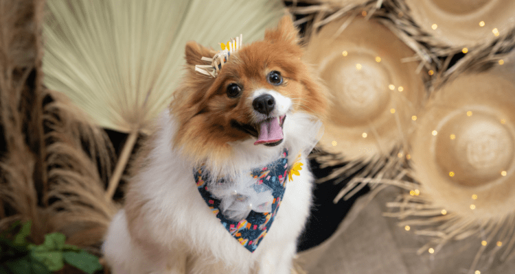 Celebrate International Dog Day: 5 Tips for Dog Lovers