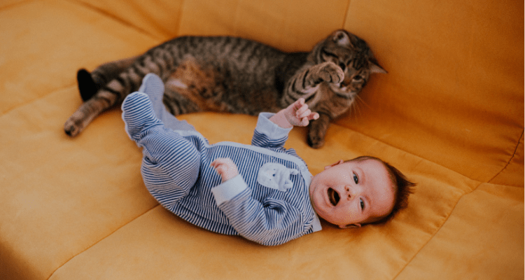 How to Introduce Your Cat to a New Baby