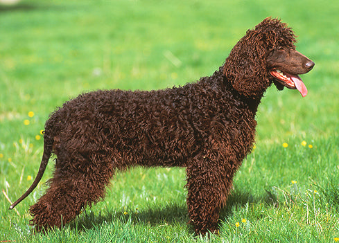 Irish Water Spaniel Dog Breed