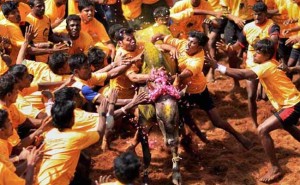 Honorable Supreme Court Of India Passes Landmark Verdict, Bans JALLIKATTU