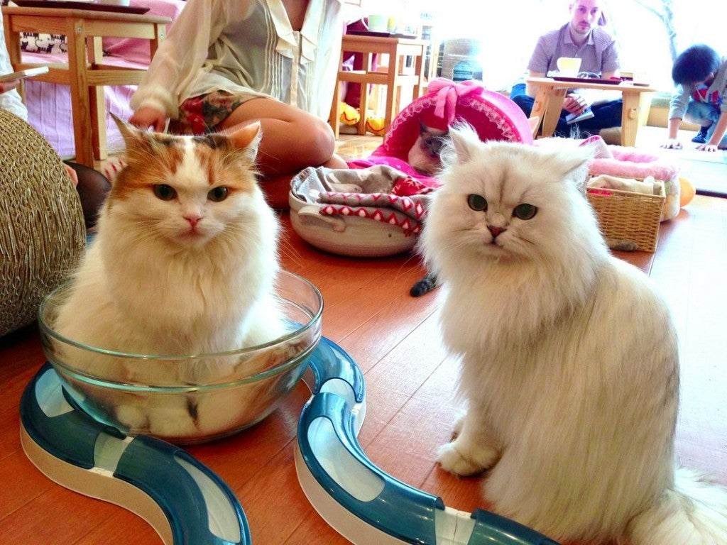 Incredible Rise Of Pets Cafes Around The World