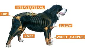 Natural Ways That Can Free Your Pet Dog From Joint Pain And Arthritis