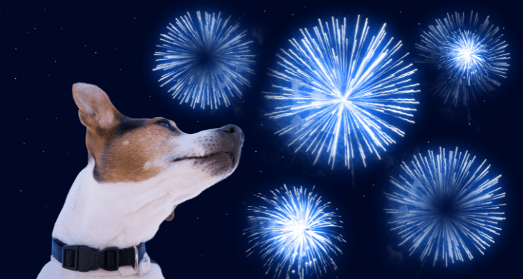 7 Tips for Keeping Your Dog Calm During Fireworks