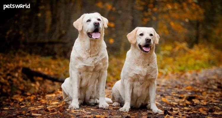 7 Ways to Keep Your Labrador Happy and Healthy