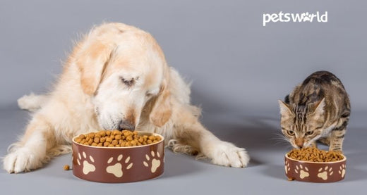 A 3-Step Guide To Keeping Your Pet's Fur Shiny And Healthy