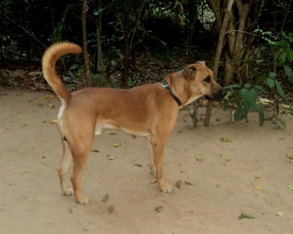 Kombai Dog