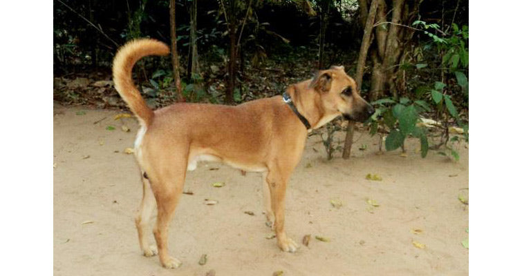 List of Indian Dog Breeds with Pictures