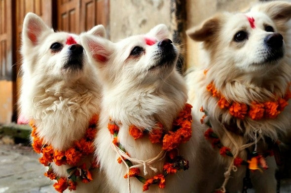 Nepal Awards Man's Best Friend With Kukur Tihar  | Diwali for Dogs