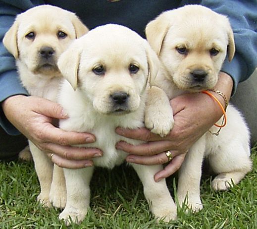 Buy/Sell/Adopt a Labrador Puppy - Well Vaccinated, Available All Over India