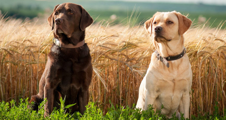 Online Training Guide For Labrador Retriever
