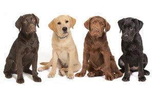 7 Dog Breeds That Love to HUG Their Humans