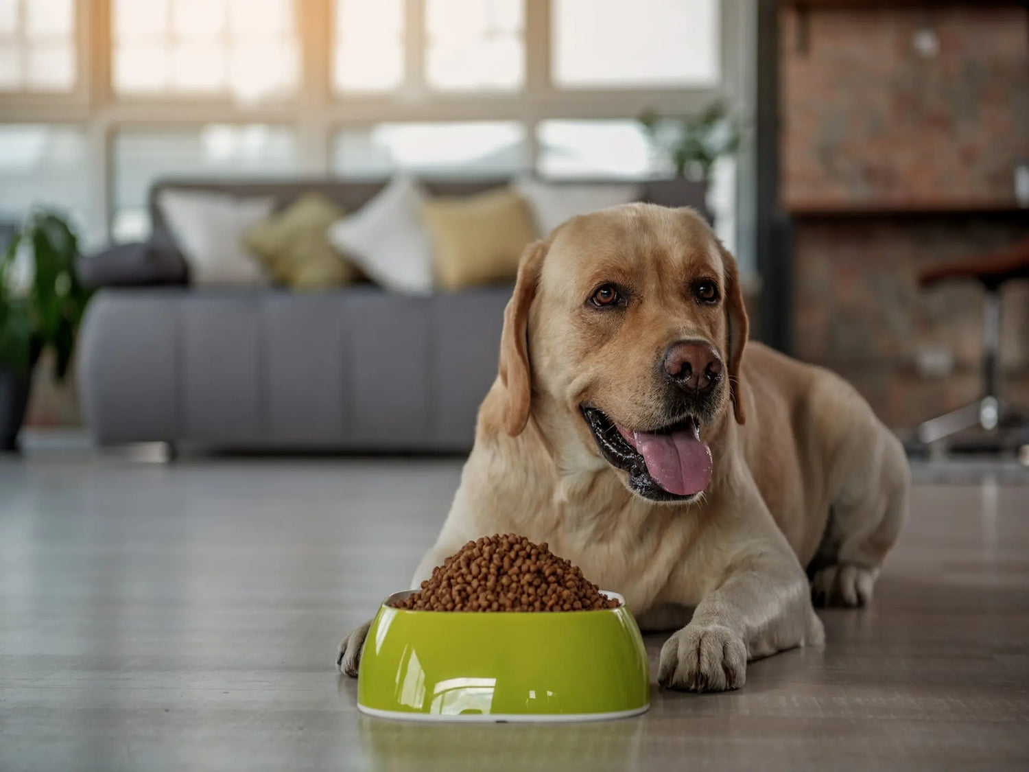 Complete Diet Guide for Large Breed Dogs: All Ages