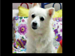 Pune Animal Activist files FIR against pet owner for euthanizing a healthy 9 year old Pomerian dog.