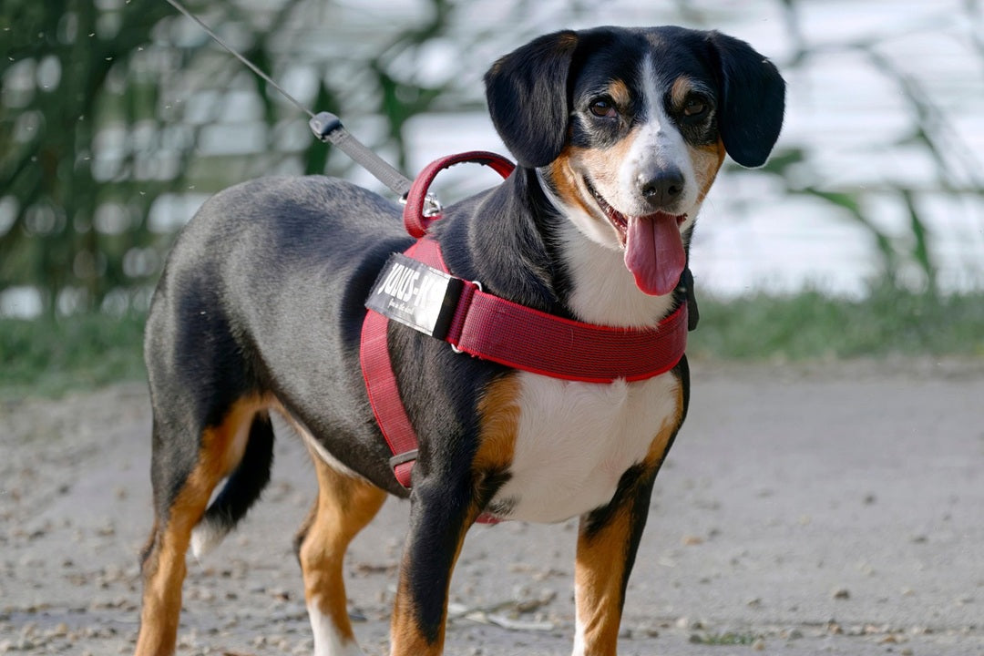Choosing Between Collars, Leashes, and Harnesses: Which Is Best?