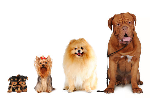 How a Dog Grows- The Life Stages of a Canine?