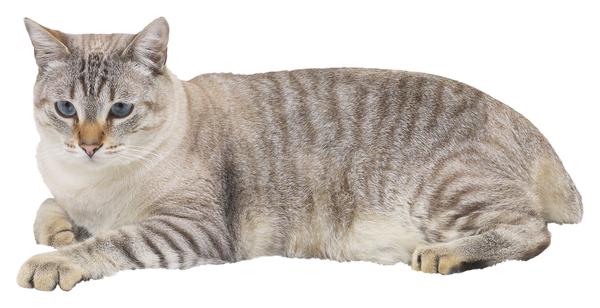 50 Most Popular Cat Names