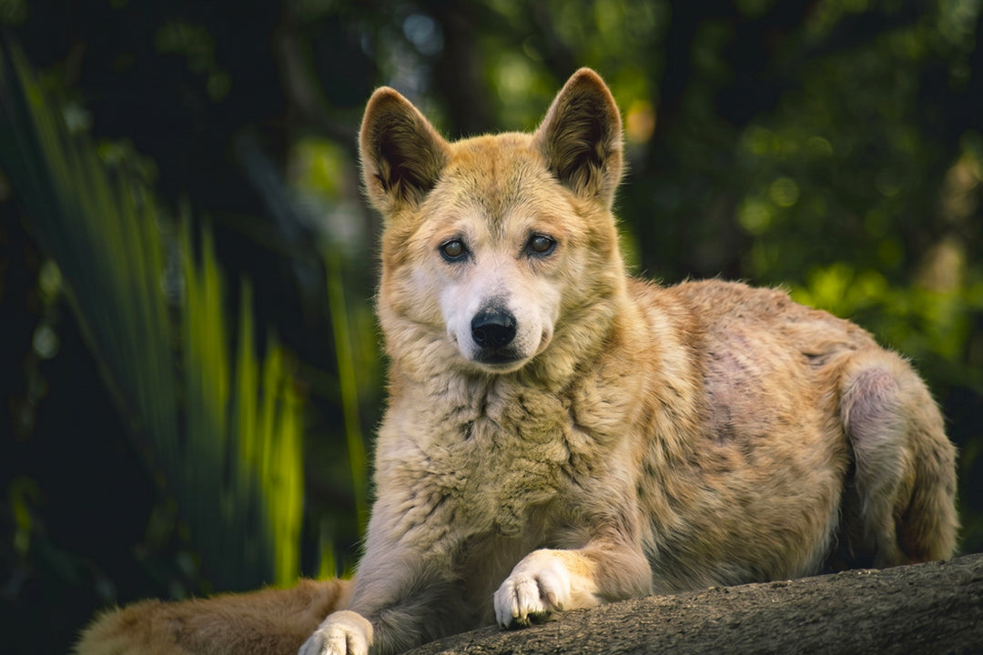 Managing Canine Cushing’s Disease at Home