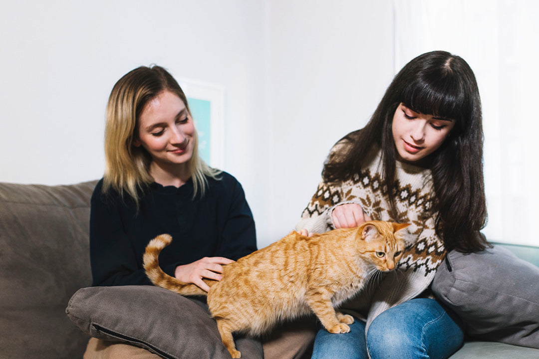 Managing Cat Aggression Between Housemates A Calm, Step-by-Step Guide
