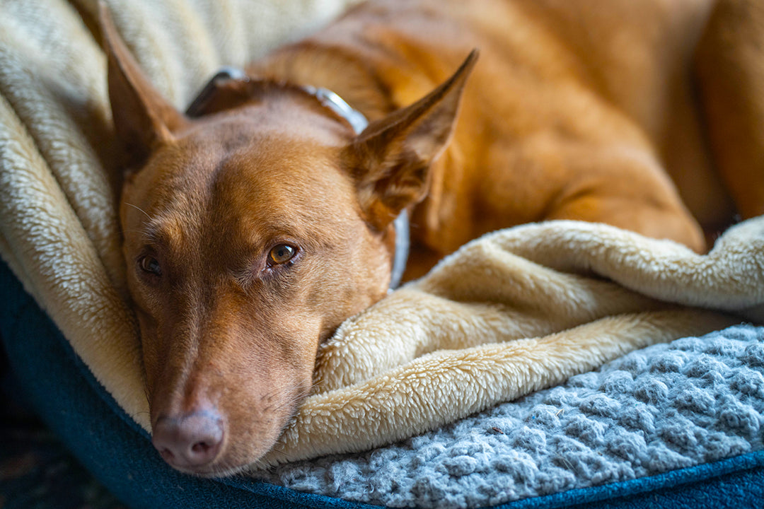 Managing Diabetic Dogs in India