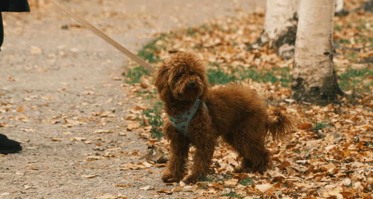 Potty Training Your Mini Labradoodle