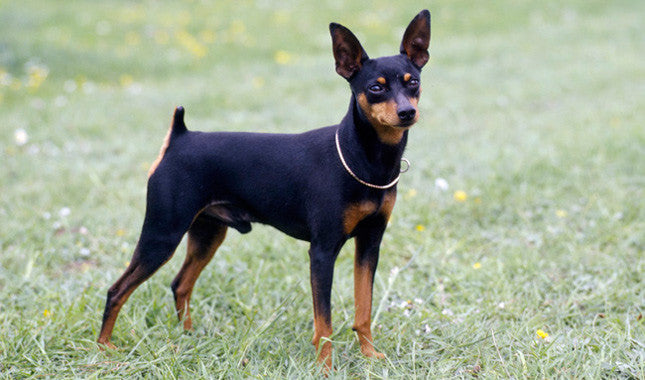 Miniature Doberman Pinscher