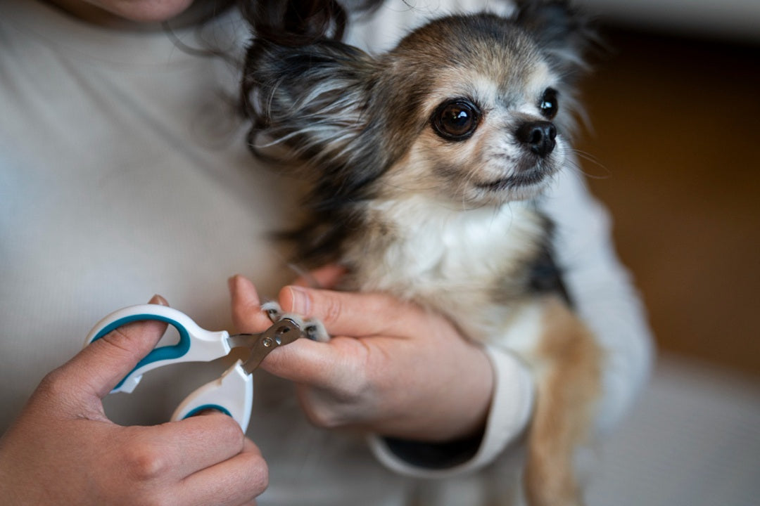 Nail Clipping 