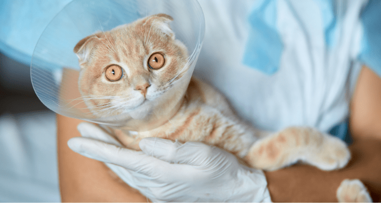 Top Benefits of Spaying or Neutering the Cats