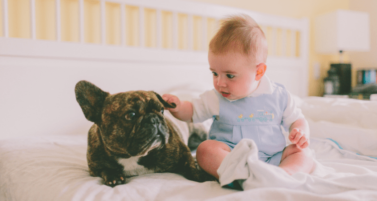 6 Tips to Prepare Your Dog For the New Baby in House