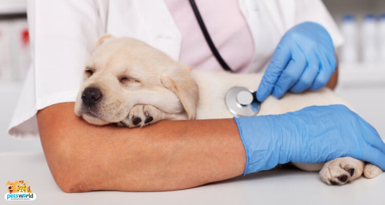 New Delhi Gets First Of Its Kind 24 X 7 Government Run Veterinary Hospital