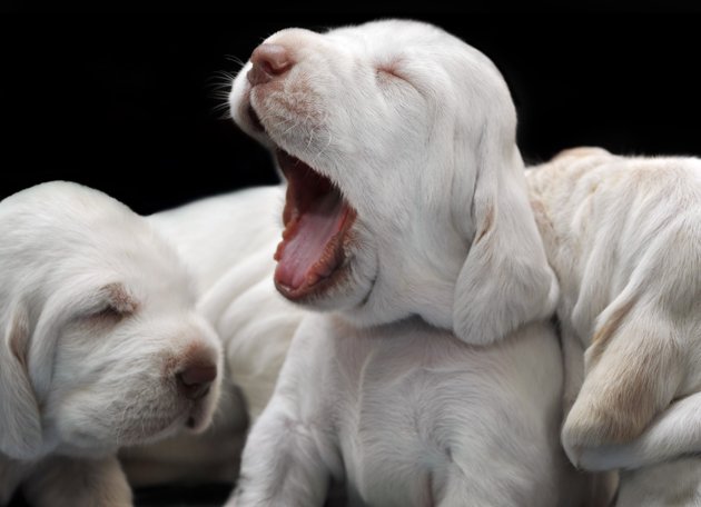 Effective Way to Give Bath to Your Golden Retriever Puppy-Video