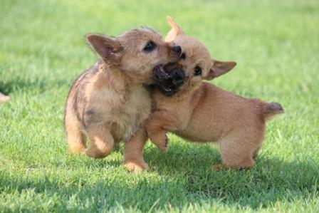 Norwich Terrier Dog Breed Information