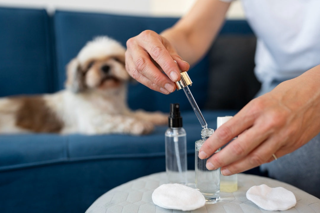 Omega Oils for Dogs: Benefits for Skin and Coat Health