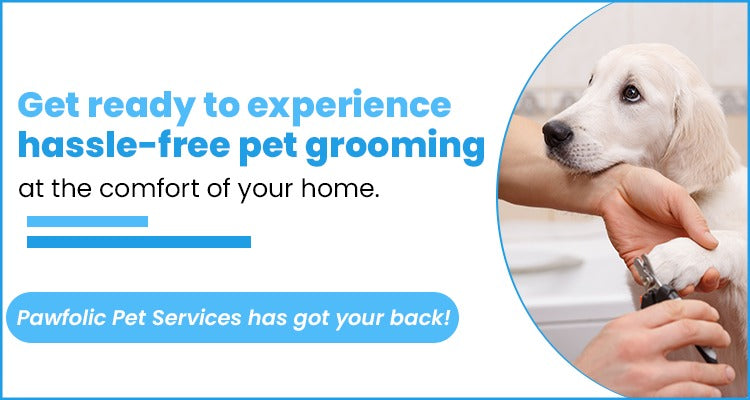 Experience Professional Pet Grooming by Pawfolic