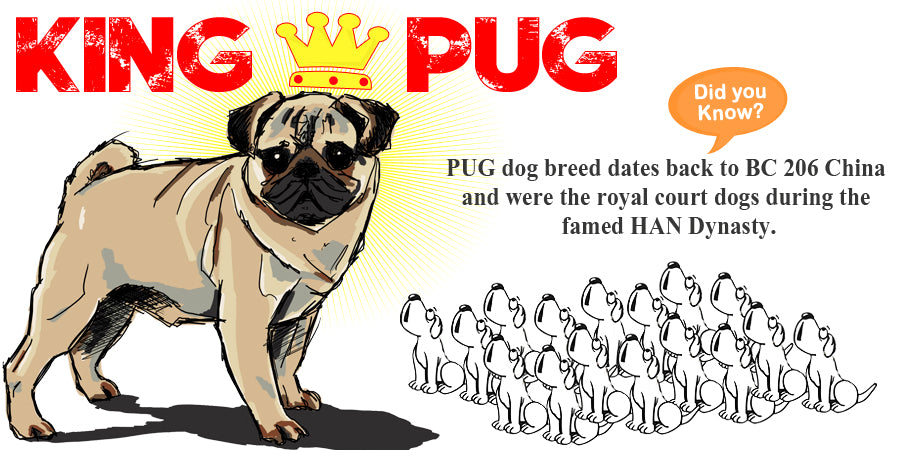 All You Need To Know About Pugs; Is Here.