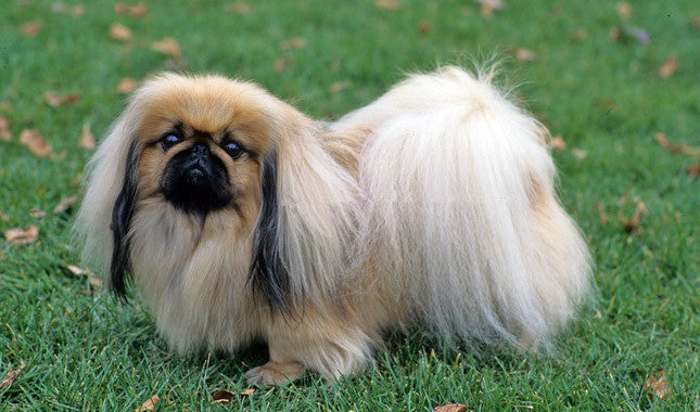 Pekingese Dog Information