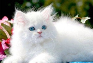 White Cat Breeds With Pictures