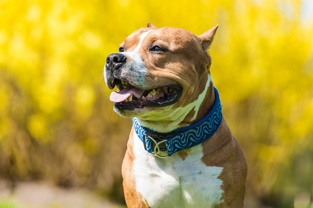 Personalized Dog Collars