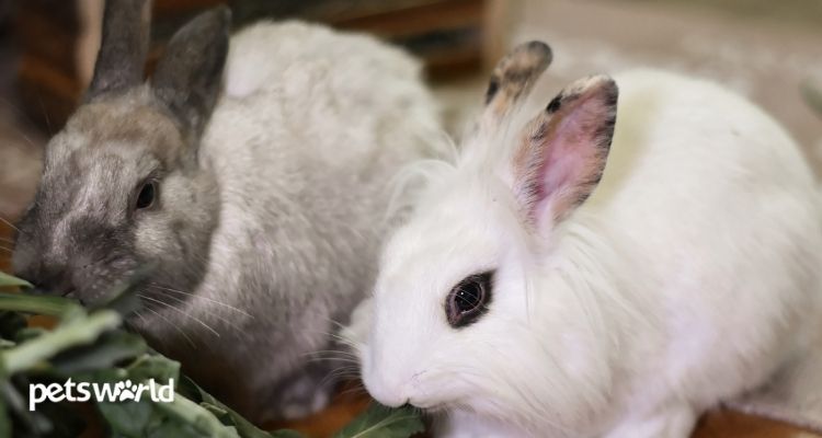 7 Tips to Keep Your Pet Rabbits in Excellent Health