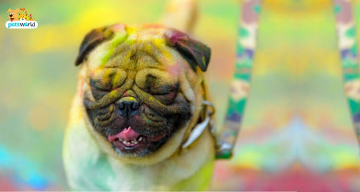 How safe is Holi for Pets and Stray Animals?