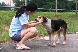 Lets Make friends with stray dogs and HOW?